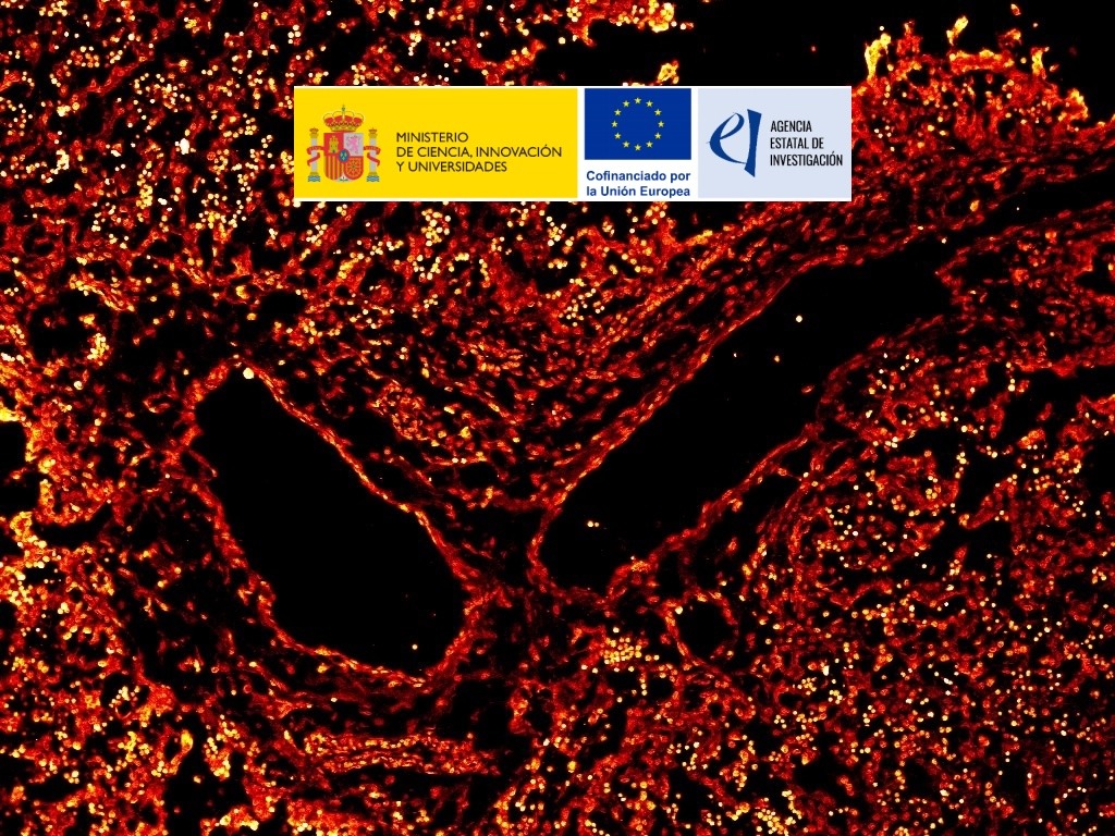Environmental Space-time definition of human Hematopoietic Stem Cell early DevelopmentEnvironmental Space-time definition of human Hematopoietic Stem Cell early Development
